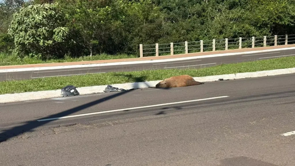 Capivara atropelada é encontrada morta na Avenida Mato Grosso