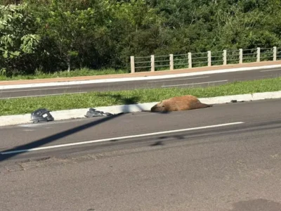 Capivara atropelada é encontrada morta na Avenida Mato Grosso