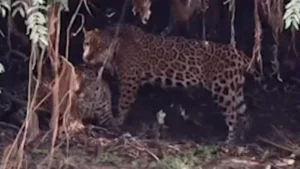 Raro momento de afeto entre onças-pintadas é registrado no Pantanal