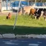 Animais soltos invadem rotatória do Terminal Guaicurus