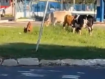 Animais soltos invadem rotatória do Terminal Guaicurus