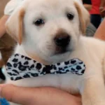 Pet shop é condenado a indenizar tutor por vender Labrador "fake