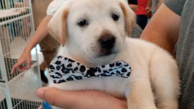 Pet shop é condenado a indenizar tutor por vender Labrador "fake