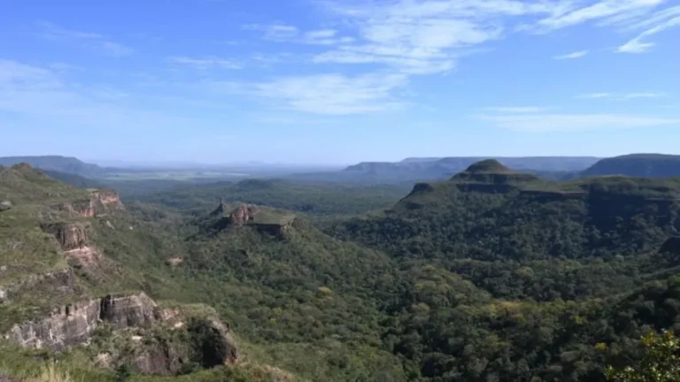 Pantanal lidera queda do desmate: -65%; Cerrado recua 11,5%