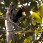 Pica-pau surge na Chácara dos Poderes e encanta em Campo Grande