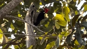 Pica-pau surge na Chácara dos Poderes e encanta em Campo Grande